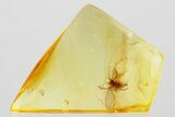 Fossil Moth Fly (Psychodidae) In Baltic Amber #372623-1